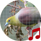 Download Green pigeon sounds ~ Sboard.pro For PC Windows and Mac 1.1.1