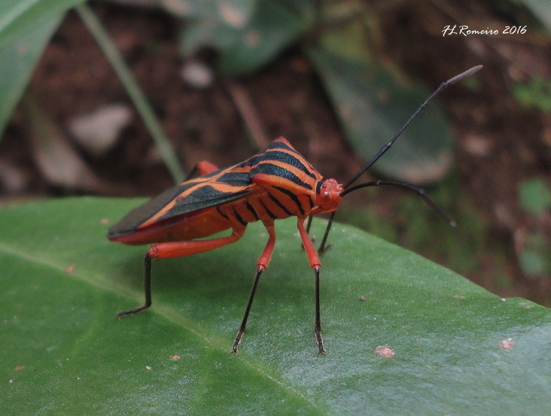 Leaf-footed Bug