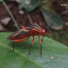 Leaf-footed Bug