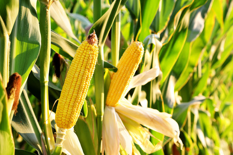 South Africa hopes its new price edge over major global maize producers will help it secure a share of China's huge grain market, GrainSA has said.