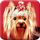 Download Yorshik Yorkshire Terrier  Lock Screen For PC Windows and Mac 1.0