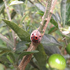 Vegetarian Ladybird Beetle