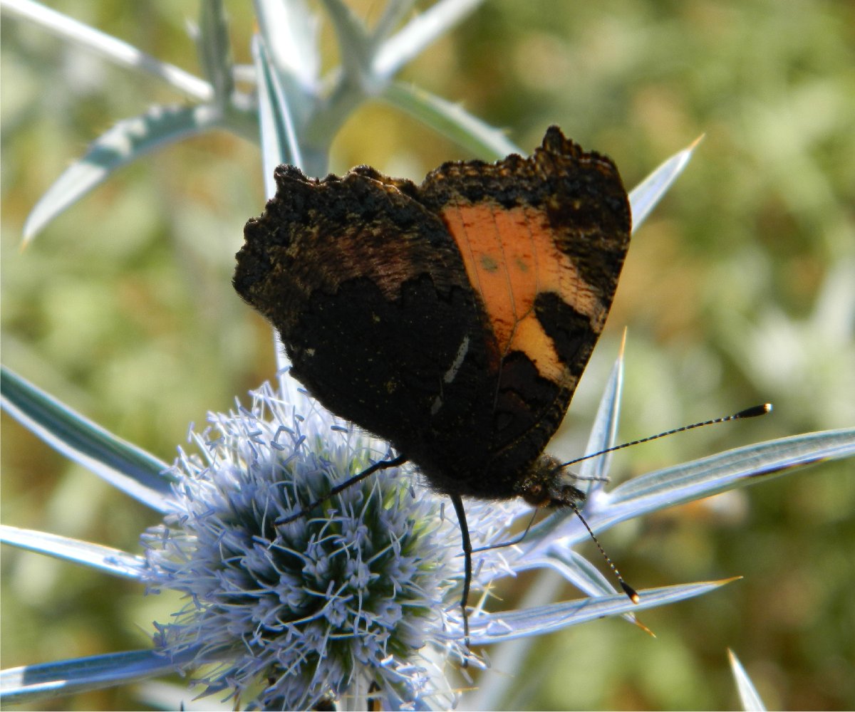 Small tortoiseshell