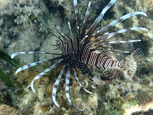 exotic-fish.jpg - An exotic fish — perhaps a lionfish — in the tropical waters of Roatan, Honduras, captured with an Olympus TG-4. 