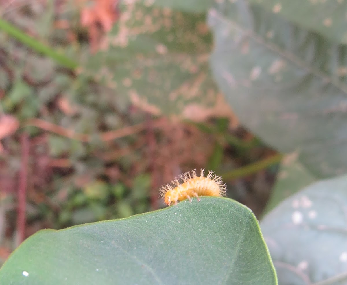 Tortoise Beetle (larva)