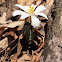 Bloodroot