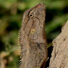 oriental garden lizard