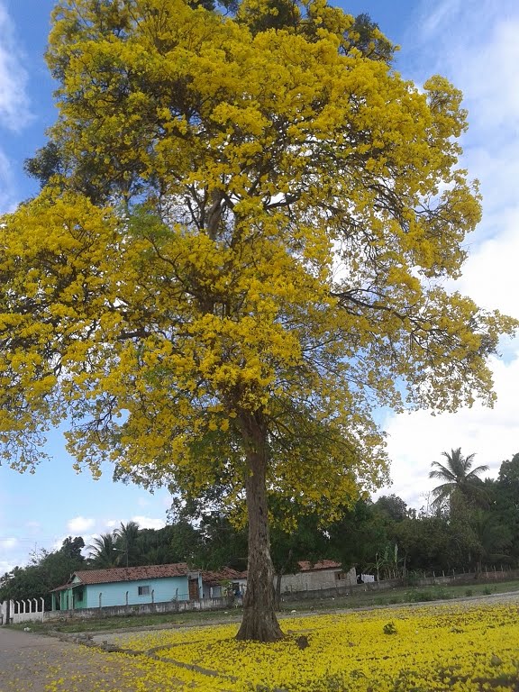 Terreno/Lote  venda  no Sertozinho Canguaretama - Canguaretama, RN. Imveis