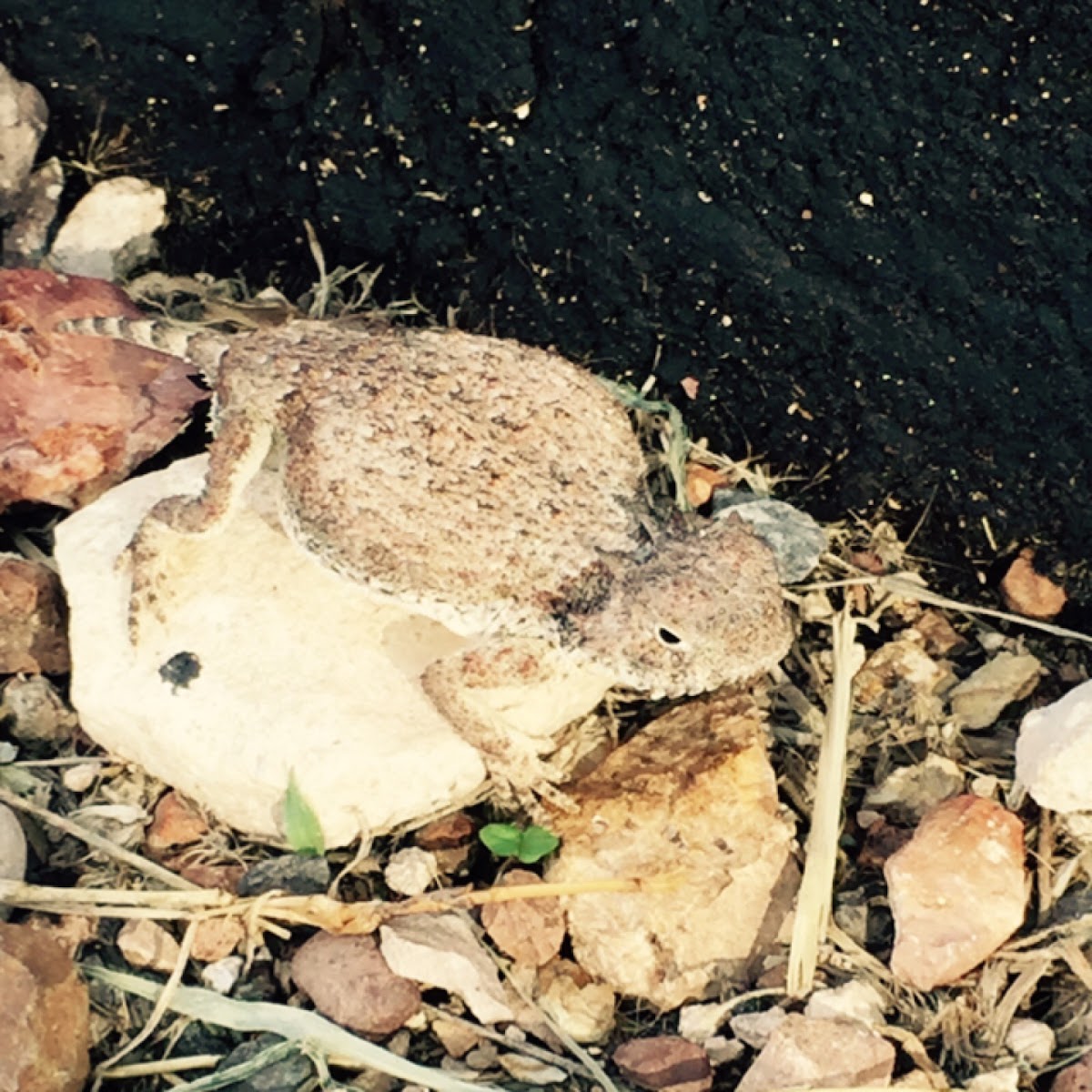 Horned Lizard