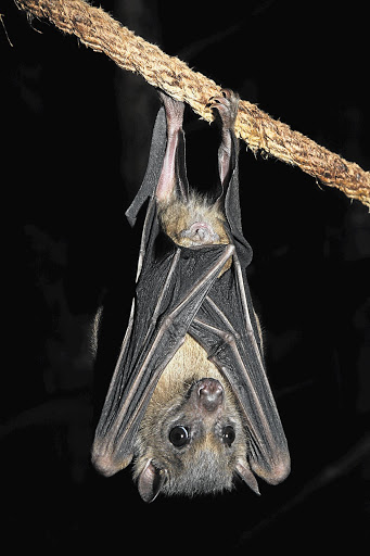 Cape Serotine Bat Neoromicia capensis