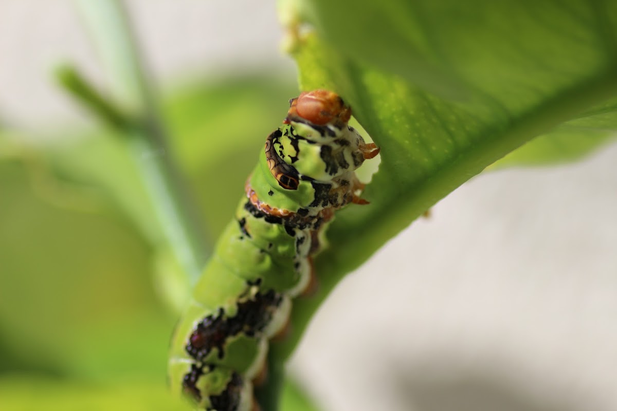 Orange Dog Catapillar