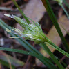 Florida Sedge