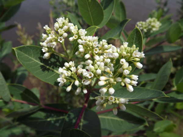 Hemp Dogbane