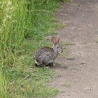 Desert Cottontail