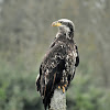 Bald eagle (juvenile)