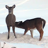 White-tailed Deer