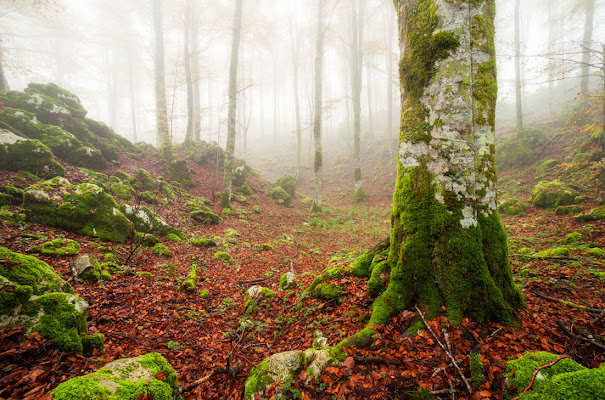 Il bosco Incantato di maurovtl