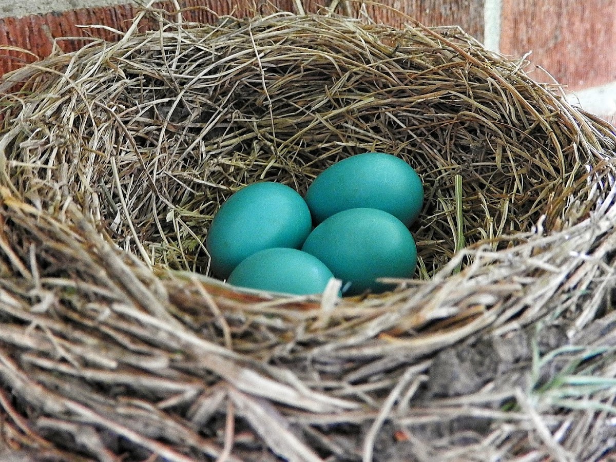 American Robin Nest/Eggs