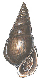http://mason.gmu.edu/~jarcisze/StreamMonitoring/images/macroinvertebrates/gilled_snails1.gif