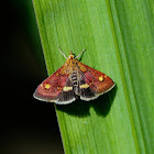 Mint Moth