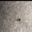 Black Ant