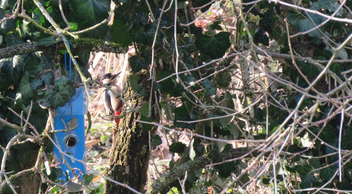 Great Spotted Woodpecker