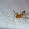 Ichneumon Wasp