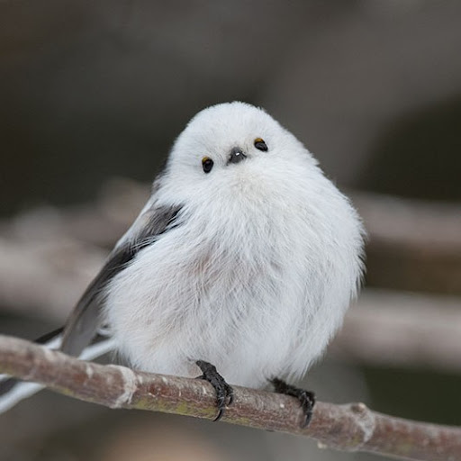 しまたん