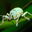 Turquoise Broad-nosed Weevil