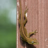 Carolina Anole