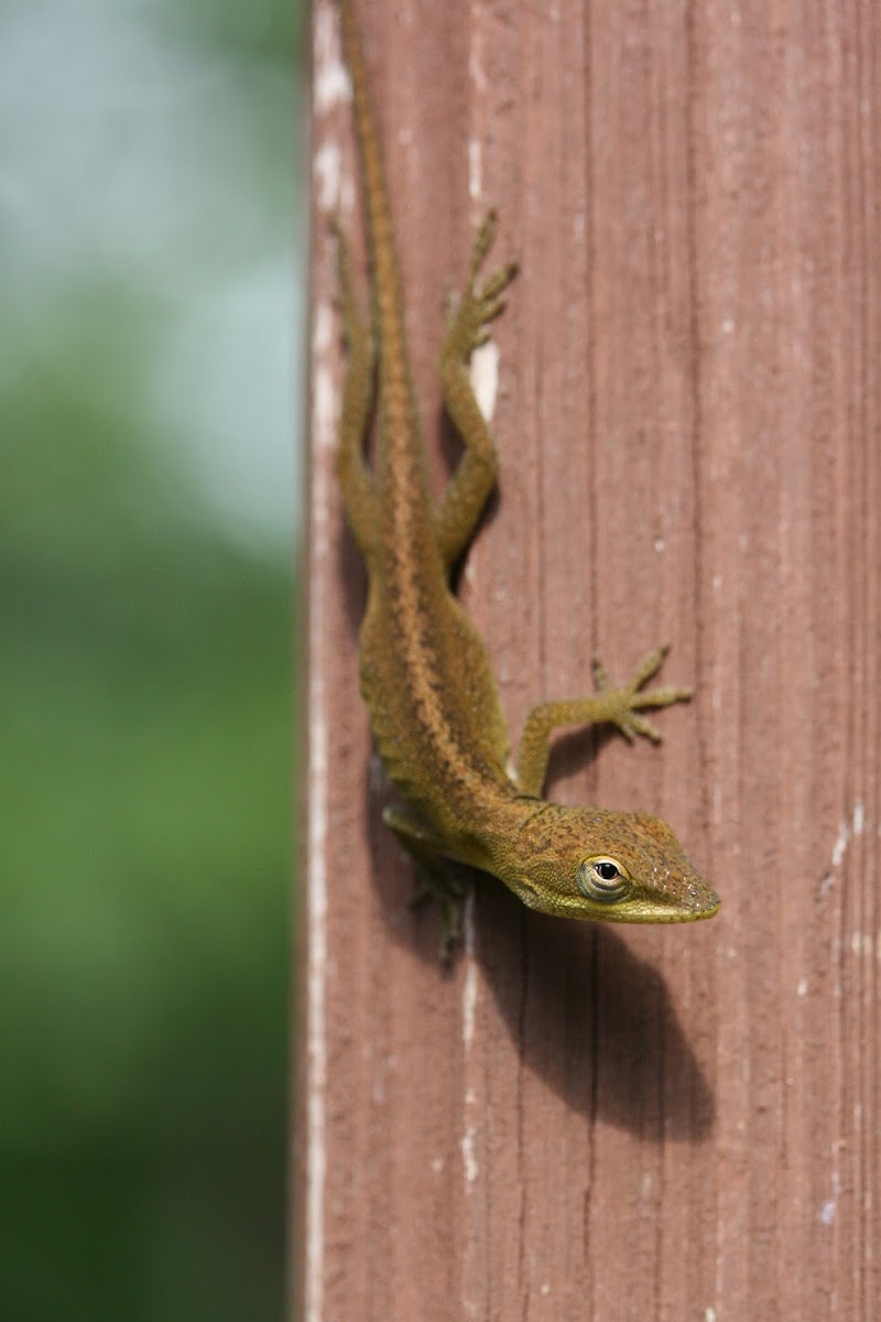 Carolina Anole