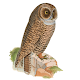 Download Owls For PC Windows and Mac 7.2.3