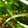 Leaf-footed Bug nymphs and egg case