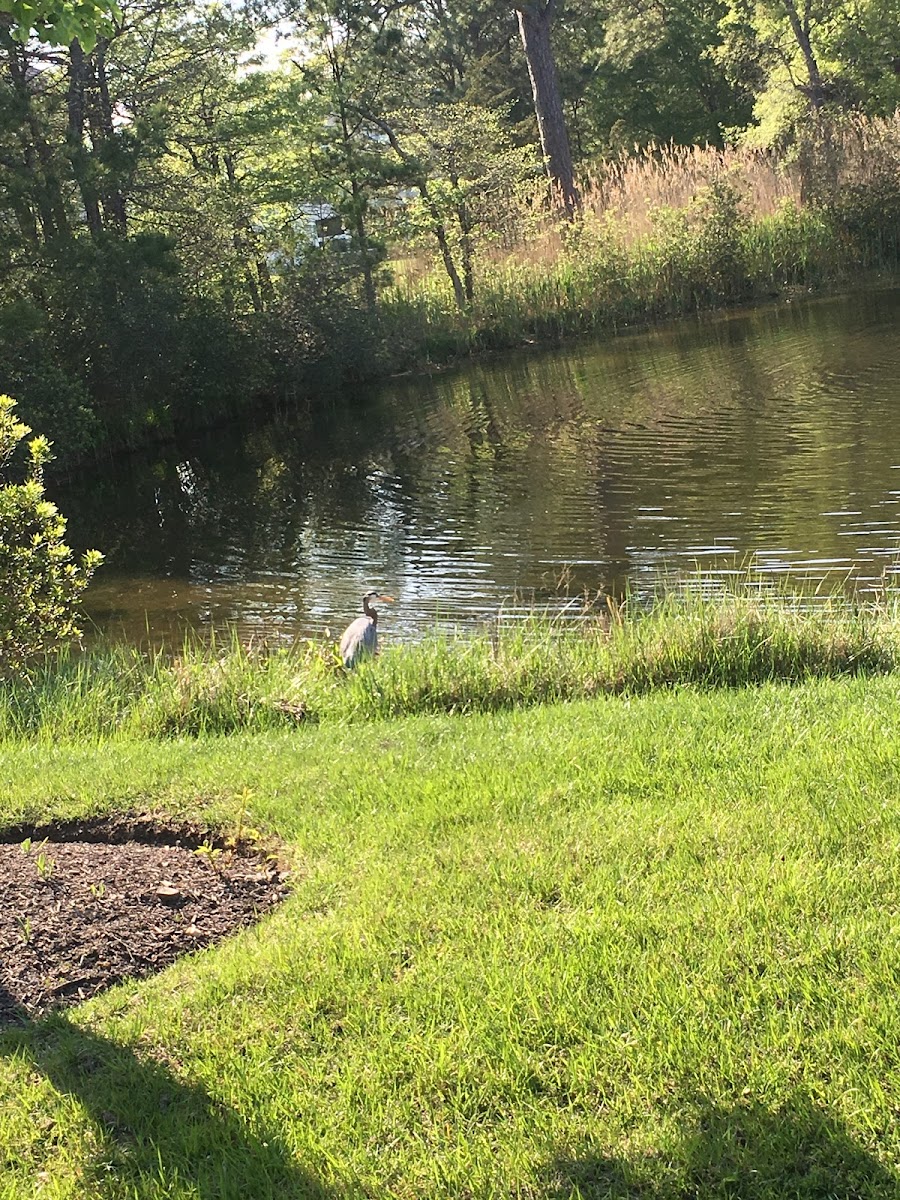 Great blue heron