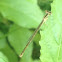 Damselfly