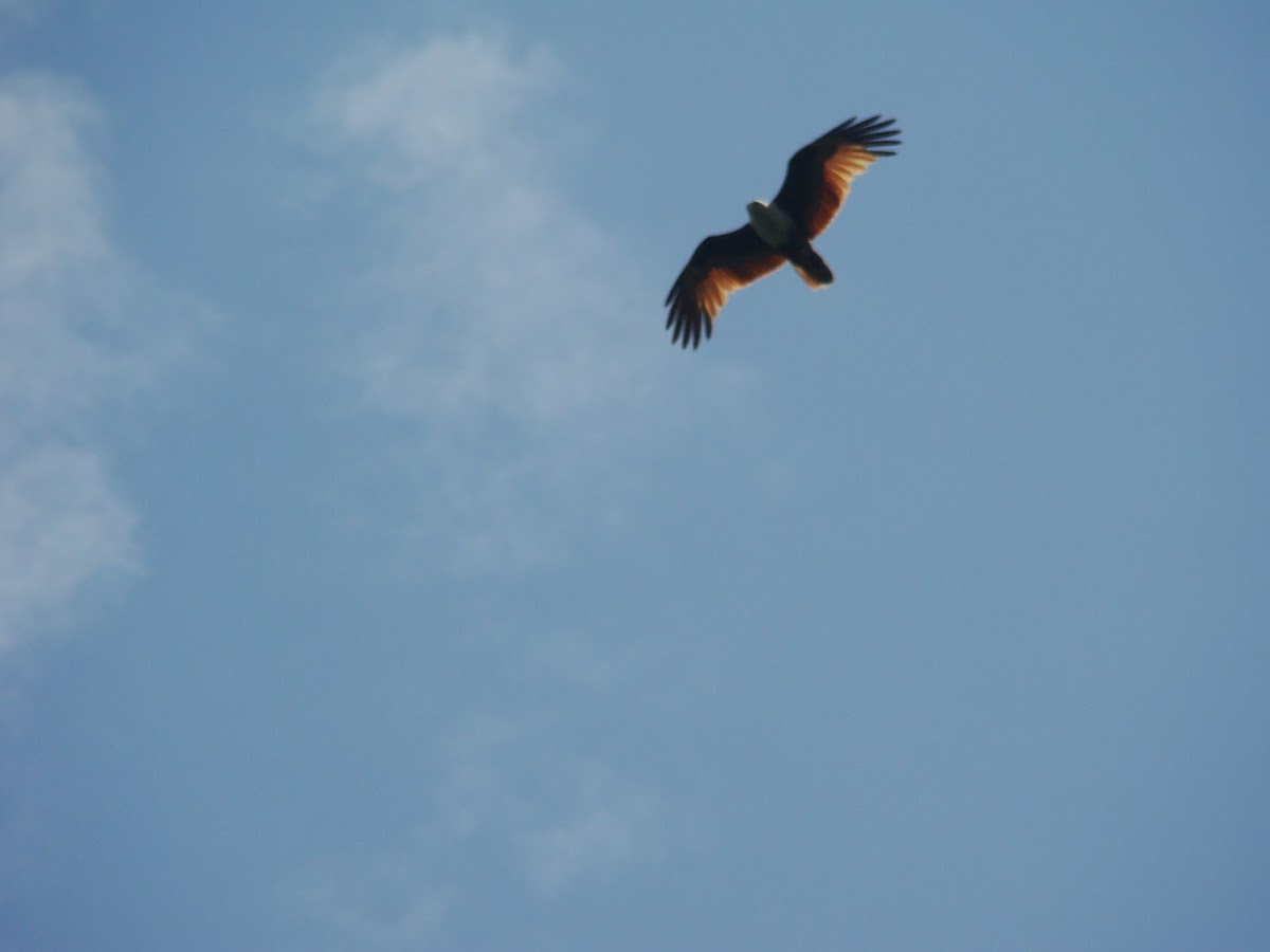 Brahminy Kite