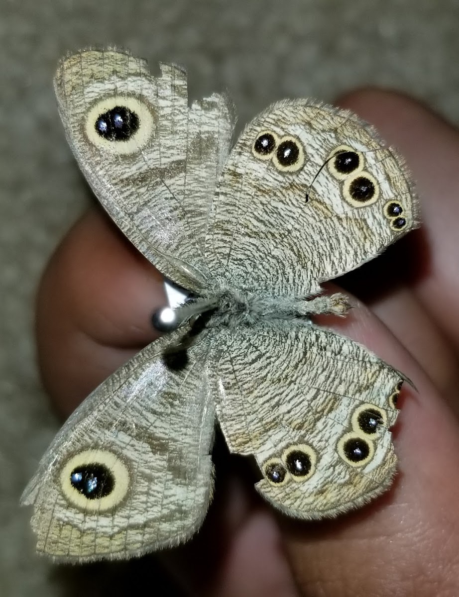 common five-ring butterfly