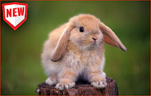 Funny Rabbits HD Wallpapers Theme small promo image