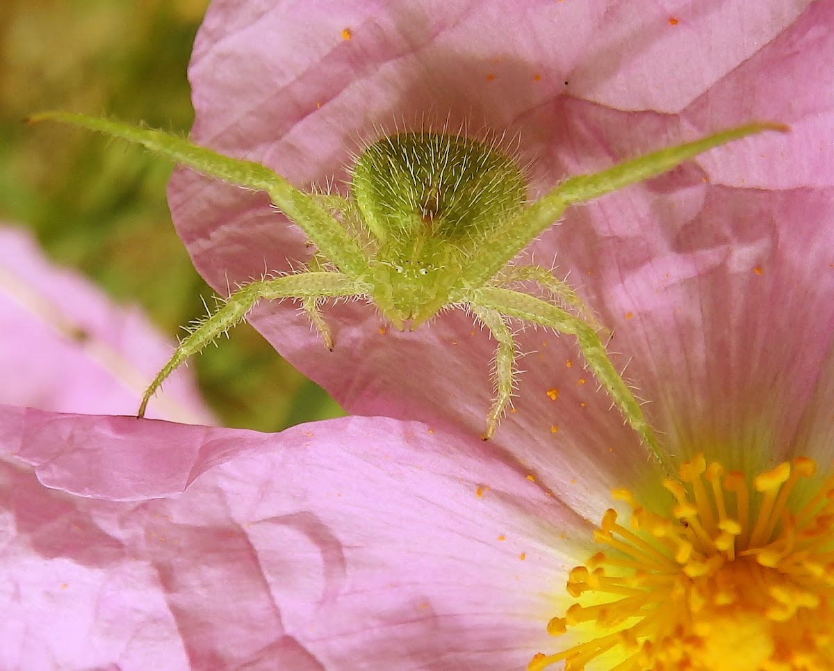 Green Hairy Crab Spider