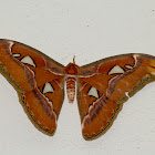 Atlas Moth