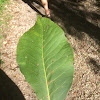 Leaflet from a pig nut tree