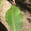 Leaflet from a pig nut tree