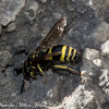 Field Digger Wasp