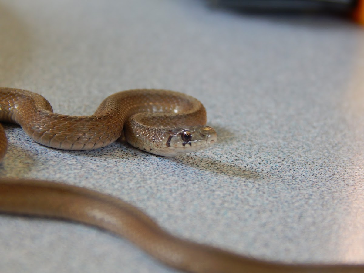 Brown Snake