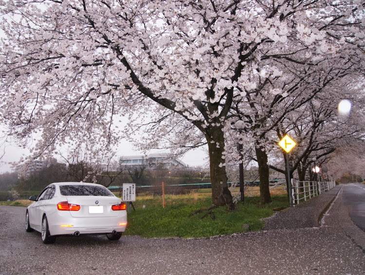 3シリーズ セダンの桜・また来年に関するカスタム事例の投稿画像3枚目