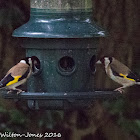 Goldfinch