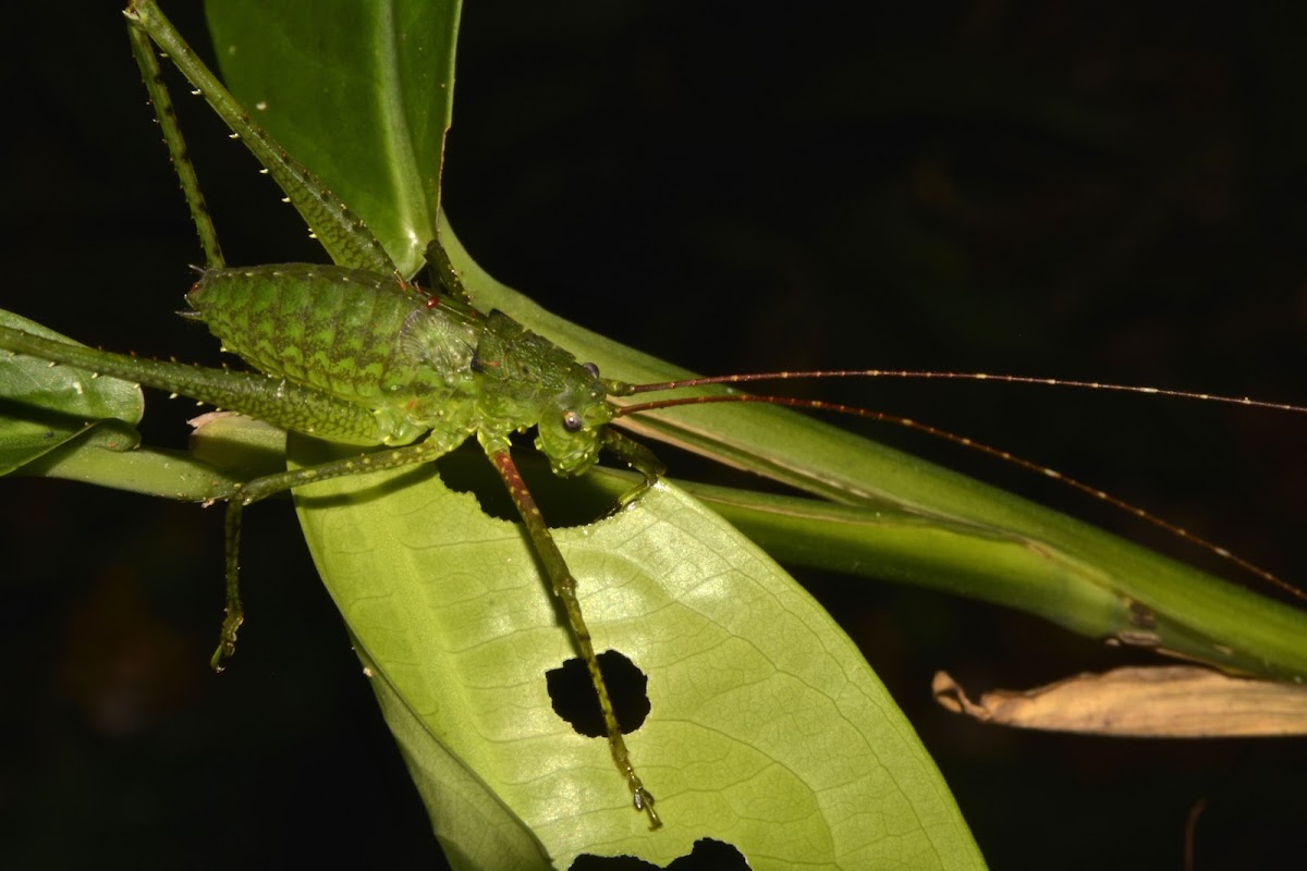 Katydid