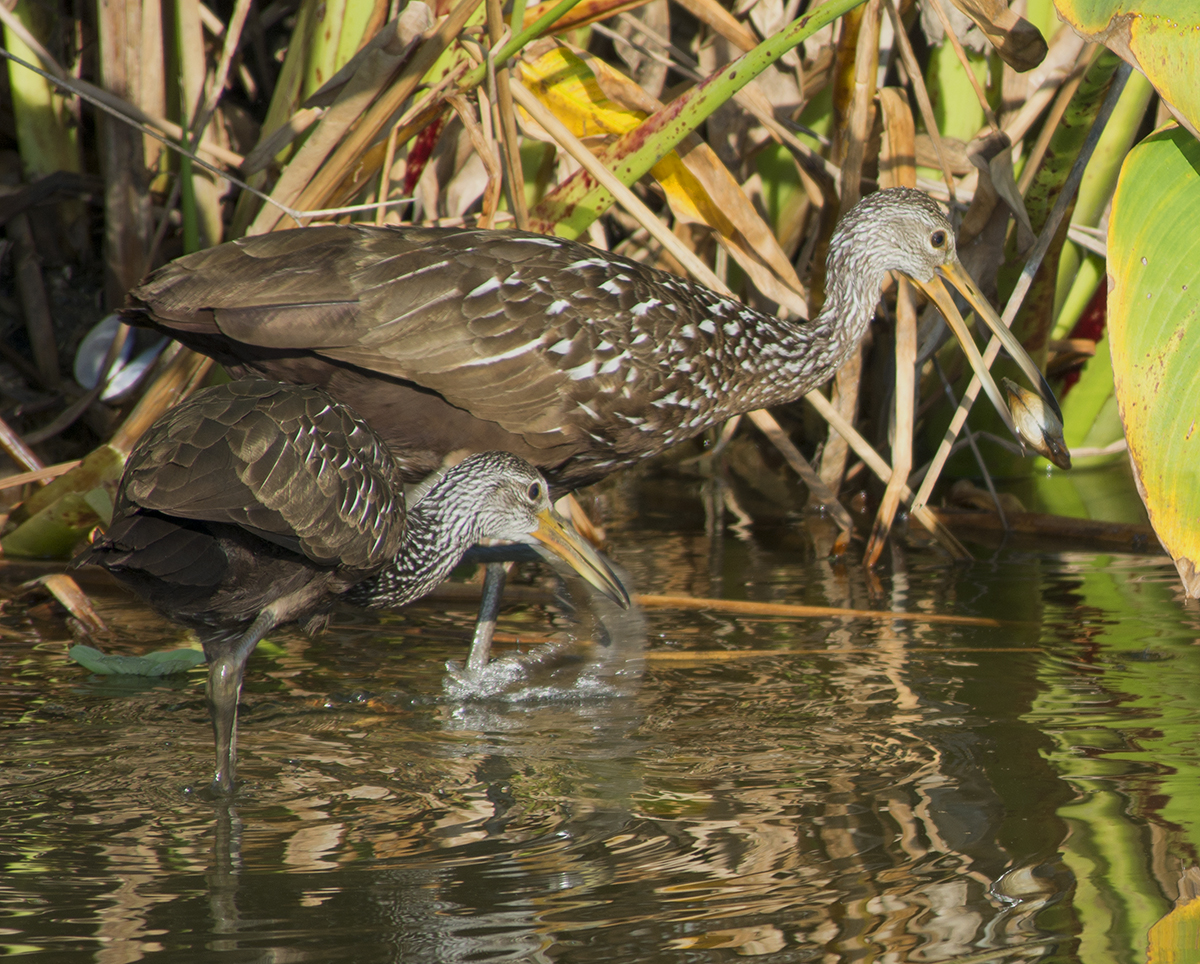 Limpkin