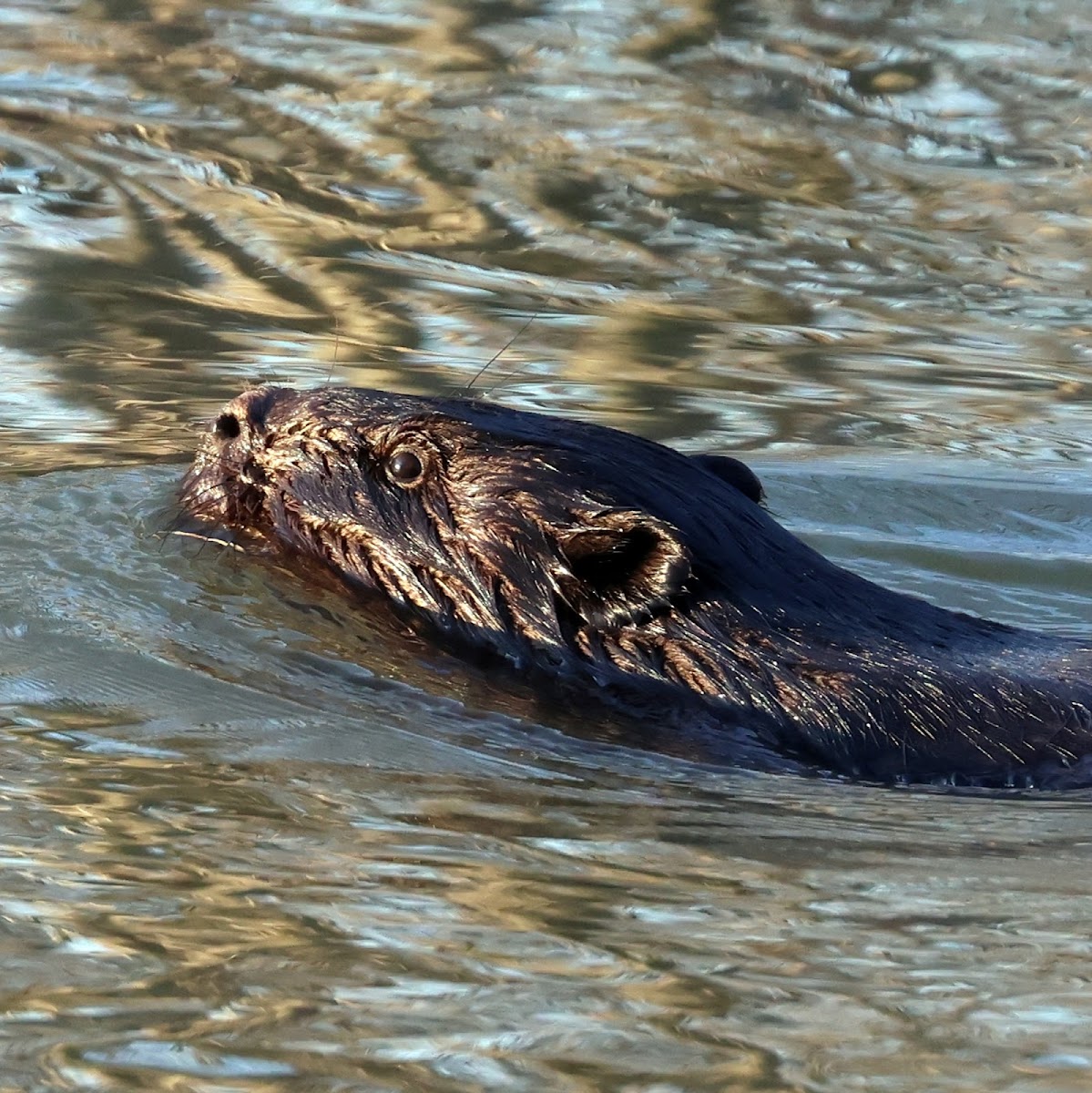 North American Beaver