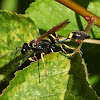 Yellow-legged mud-dauber wasp